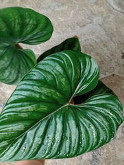Philodendron plowmanii Unrooted Cutting – Grower’s Choice Tropical Aroid Cutting for Indoor Plant Propagation
