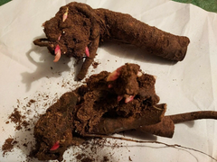 Peony ‘Pink Hawaiian Coral’ Root for Planting – 1 Bare Root with 2–3 Eyes, Perennial Flower (Zones 3–9)