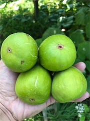Dalmatie Fig Tree Cutting Unrooted, Ficus carica Scion 8 Inch Plus with 3 Nodes for Propagation