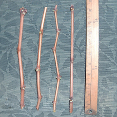 Thompson Seedless Grape Vine Cuttings – 4 Unrooted Vitis Vinifera Cuttings for Green Table Grapes and Raisins