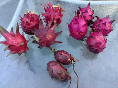 Graffiti Dragon Fruit Cuttings – Live Pitaya Cuttings 8+ Inch for Planting, Hylocereus Climbing Cactus