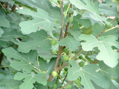 Brown Turkey Fig Tree Cuttings – 3 Live Unrooted Ficus carica Cuttings for Rooting, Grafting, Home Orchard