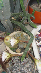 Harrisia Jusbertii Snake Cactus 8 Inch Cutting, Dusk Blooming Rare Cactus Plant for Propagation