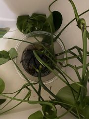Monstera Deliciosa Live Rooted Plant Cutting, Divided Starter Houseplant for Indoor Growing
