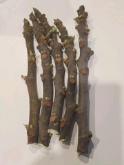 Fig Tree Cuttings 5 Pieces Unrooted 8 Inch Plus Ficus Carica for Rooting or Grafting