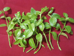 Sun Rose Red Apple Cuttings, 10 Aptenia cordifolia Cuttings 4–6 Inch for Rooting