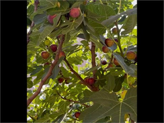Hardy Chicago Fig Cuttings – Bulk Lot of 20 Ficus carica Unrooted Cuttings for Propagation
