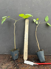 Pink Tabebuia Trumpet Tree Starter Plant – 12–18 Inch Rooted Plant, Tabebuia heterophylla Ornamental Tree