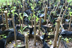 Hibiscus moscheutos Cuttings – 7 Starter Stems – Hardy Mallow Plant from Malvaceae Family