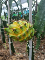 Yellow Dragon Fruit Palora Cutting – 1 Live Pitaya Cutting 8–12 Inch for Planting, Selenicereus Megalanthus