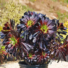 Aeonium ‘Black Rose’ Live Succulent Plant for Planting – 2 Inch Potted Aeonium arboreum Zwartkop