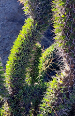 Didierea trollii Octopus Cactus Cutting – 1 Large Unrooted Cutting 28–32 Inches for Planting