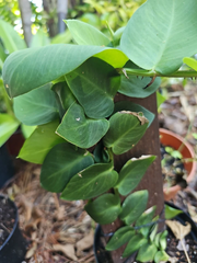 Rhaphidophora hayi Shingling Plant Cutting – One Node Fresh Unrooted Cutting for Planting