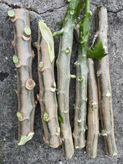 10 Chaya Maya Tree Spinach Cuttings – Cnidoscolus aconitifolius – Fresh Unrooted 6–8 Inch Stems for Planting