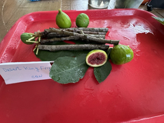 Alma and Desert King Fig Cuttings – 6 Total Cuttings, Ficus carica Fruit Tree Varieties for Propagation