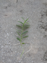 Ground Orchid Epidendrum Live Cuttings – 5 Orange Orchid Stems with Aerial Roots for Planting