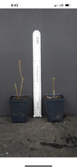 Gibraltar Deciduous Azalea – Rhododendron ‘Gibraltar’ Small Rooted Starter Plant for Garden Planting