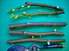 Vasilika Black Fig Tree Cuttings – Ficus carica, 6 Unrooted Hardwood Cuttings for Propagation