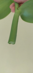 Vanilla Bean Orchid Cutting – Vanilla planifolia Live Vine with Aerial Roots, Unrooted Tropical Orchid Plant