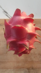 Dragon Fruit Cuttings – 12 Live Pitaya Cuttings 8–14 Inches Long, Tropical Climbing Cactus for Planting