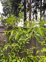 Yuzu Citrus Tree Cuttings Unrooted, Citrus Junos Cold Hardy Citrus Scions for Propagation Set of 4