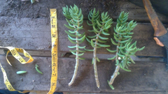 Mini Pine Crassula Tetragona Cuttings Set of 20 Unrooted 8 Inch Succulent for Borders