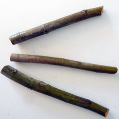 Desert King Fig Tree Cuttings – 3 Live Yellow Fig Cuttings, Ficus carica for Propagation Zones 5–9