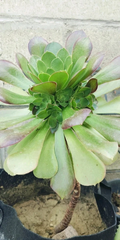 Aeonium Canariense Succulent – 5–6 Inch Large Green Cutting – Live Unrooted Plant Starter