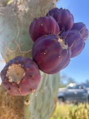Opuntia Robusta Cactus Cutting 10–12 Inch Unrooted Prickly Pear Pad for Propagation Ornamental Desert Plant