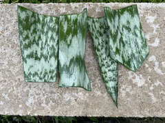 Sansevieria Snake Plant Leaf Cuttings – 9 Live Unrooted Starter Leaves, Dracaena Trifasciata Houseplant