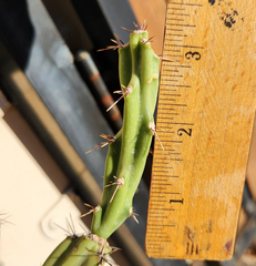 Cylindropuntia Acanthocarpa Thornberi Cutting for Planting – Live Cholla Cactus Segment