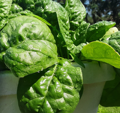 Noble Giant Spinach Seeds Spinacia oleracea, Heirloom Leafy Green Vegetable Seeds for Planting, 200 Seeds