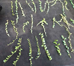 String of Pearls Cuttings – Lot of 30 Mature Healthy Curio rowleyanus Stems for Hanging Succulent Propagation