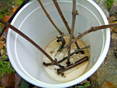 Black Gooseberry Cuttings – 12 Thin Unrooted Ribes Branch Cuttings for Berry Plant Propagation