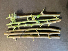 Anna Apple Stick Cuttings, 5 Live Budded Cuttings for Grafting or Planting