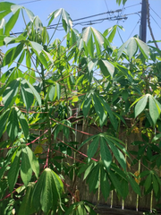 Red Cassava Cuttings – 15 Live Manihot Esculenta Cuttings, 9–12 Inch Yuca Stems for Planting