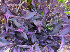 Purple Heart Tradescantia Cuttings – 5 Live Tradescantia Pallida Cuttings for Indoor or Outdoor Planting