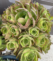 Aeonium Succulent Cuttings – 5 Unrooted Rosettes, Approximately 3 Inches Wide for Propagation