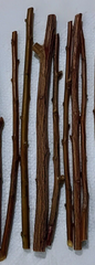 Plum Tree Cuttings for Planting – 3 Fresh Unrooted Prunus Stems for Rooting or Grafting