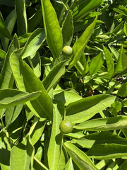 Owari Satsuma Mandarin Cuttings – 6 Unrooted Citrus unshiu Cuttings for Propagation and Planting