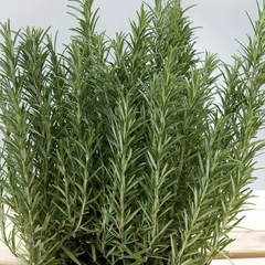 Rosemary Live Cuttings, 12 Fresh 10-Inch USA Grown