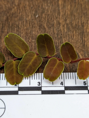 Marcgravia sp. coriacea Live Cutting for Planting – 10 Leaf Terrarium Vine, Unrooted Tropical Plant