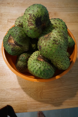 Soursop Tree Live Plant for Planting – Annona Muricata Guanábana Tropical Fruit Tree in Pot, 8–10 Inches