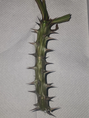 Euphorbia milii Crown of Thorns Cuttings – Live Succulent Plant Cuttings for Indoor or Outdoor Growing