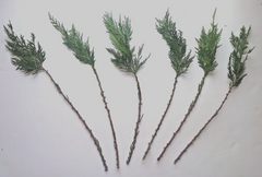 Leyland Cypress Cuttings – 75 Fresh Unrooted Cuttings for Rooting, Fast Growing Privacy Hedge Starter Plants