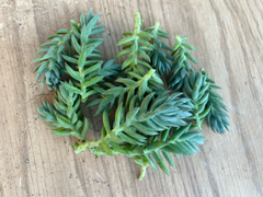 Blue Spruce Sedum Unrooted Cuttings – 10 Sedum reflexum Succulent Cuttings for Propagation and Containers