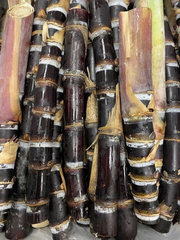 Black Soft Chew Sugar Cane Cuttings Unrooted Live Saccharum Officinarum for Planting