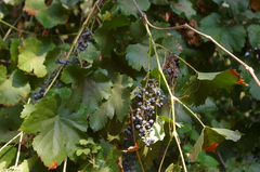 Wild Grape Vine Cuttings – 5 Unrooted Vitis Stems – Naturally Grown, Never Sprayed, Ready for Propagation