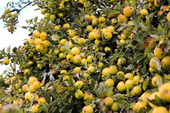 Golden Delicious Apple Scion Cuttings – 40 Unrooted Stems for Grafting or Rooting