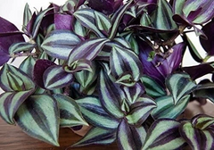 Tradescantia Zebrina Cuttings – 10 Wandering Jew Purple Cuttings – Live Trailing Plant Stems